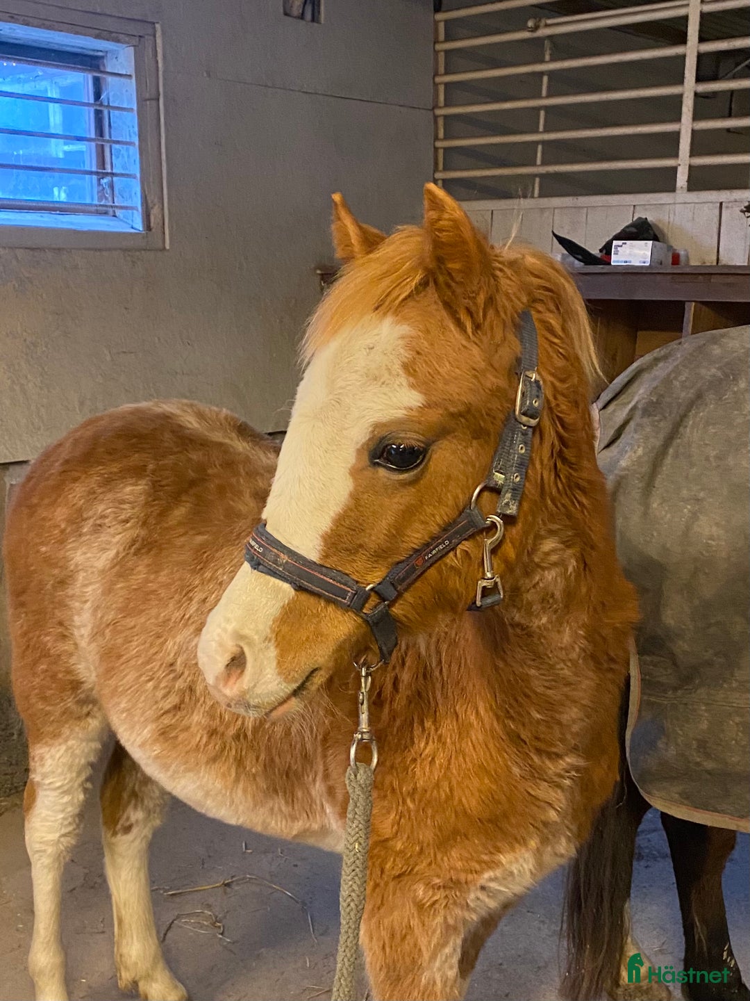 Övrigt hästar till salu: Vackert Welsh Mountain sto i Knivsta - Annons 1