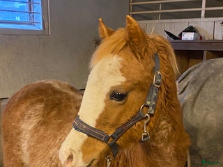 hästar Vackert Welsh Mountain sto i Knivsta - Annons 1