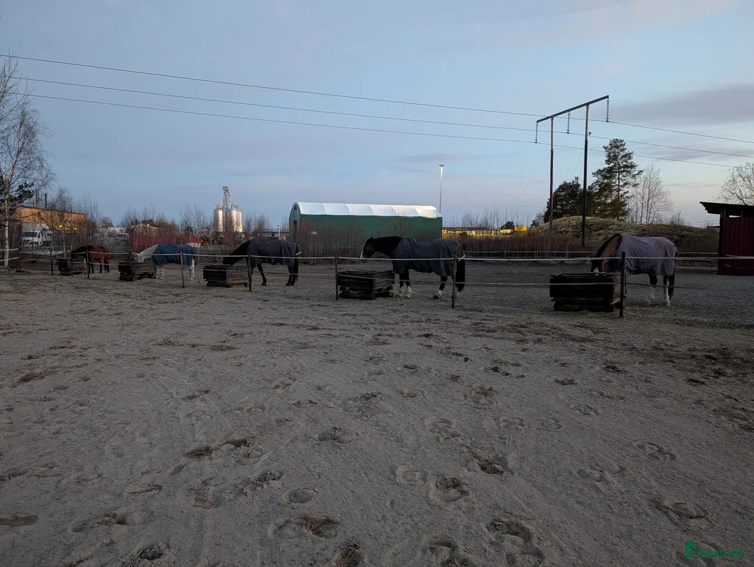  stallplats finnes: Lösdrifts plats med egen box - Annons 2