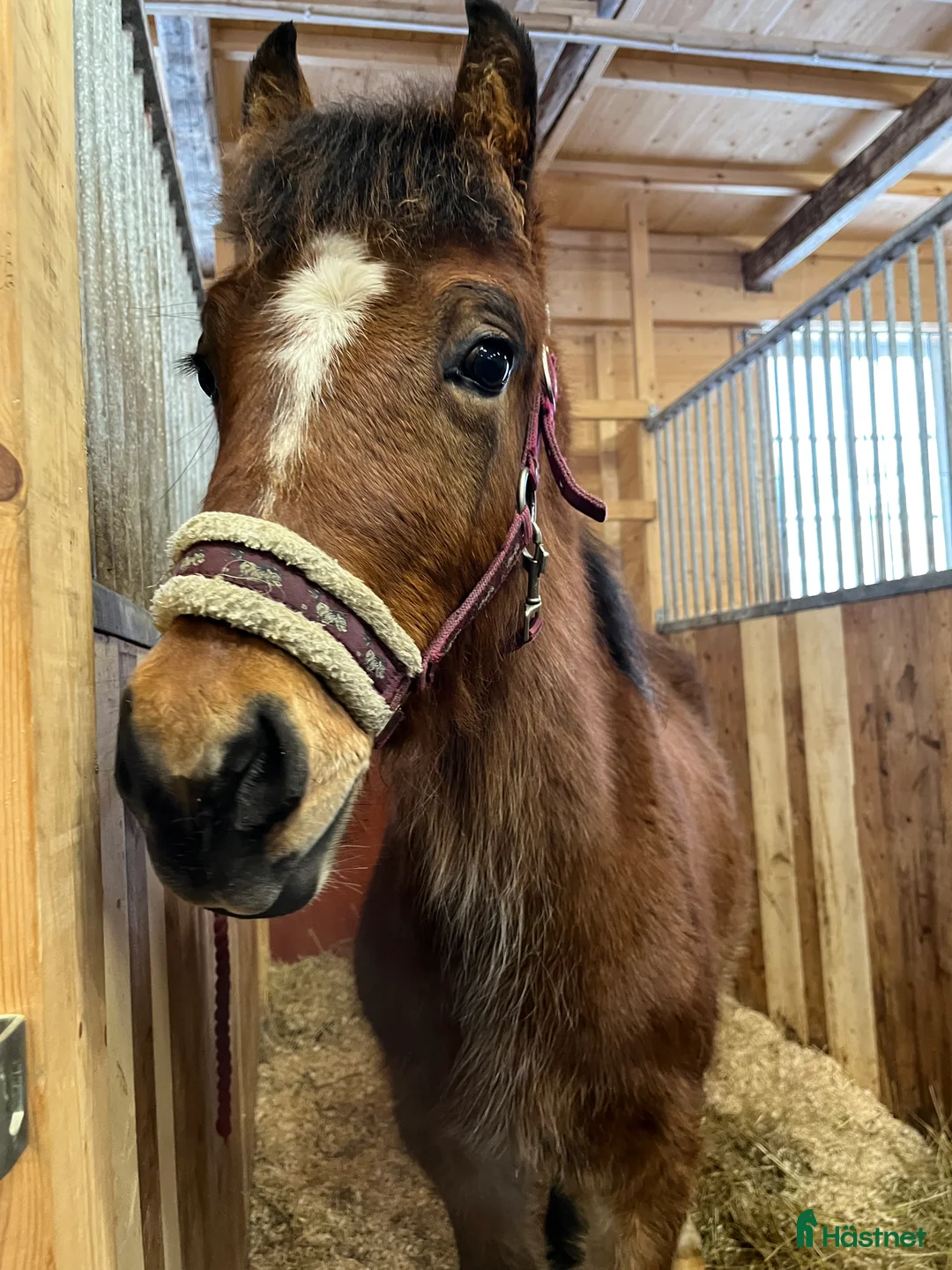 Allround hästar till salu: Blivande sportponny - Annons 2