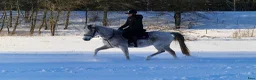  medryttarhäst finnes: Medryttare till 2 D-ponnies sökes i Västerhaninge - Annons 4