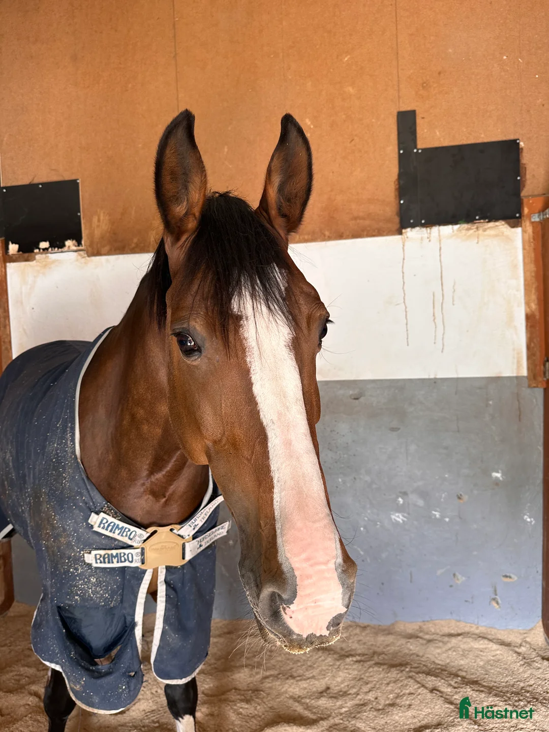 Avelshästar hästar till salu:  Välstammat hopp sto - Annons 2