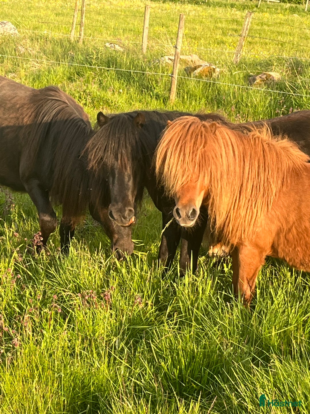Övrigt hästar till salu: Minishetlandhingst  i Falköping - Annons 9