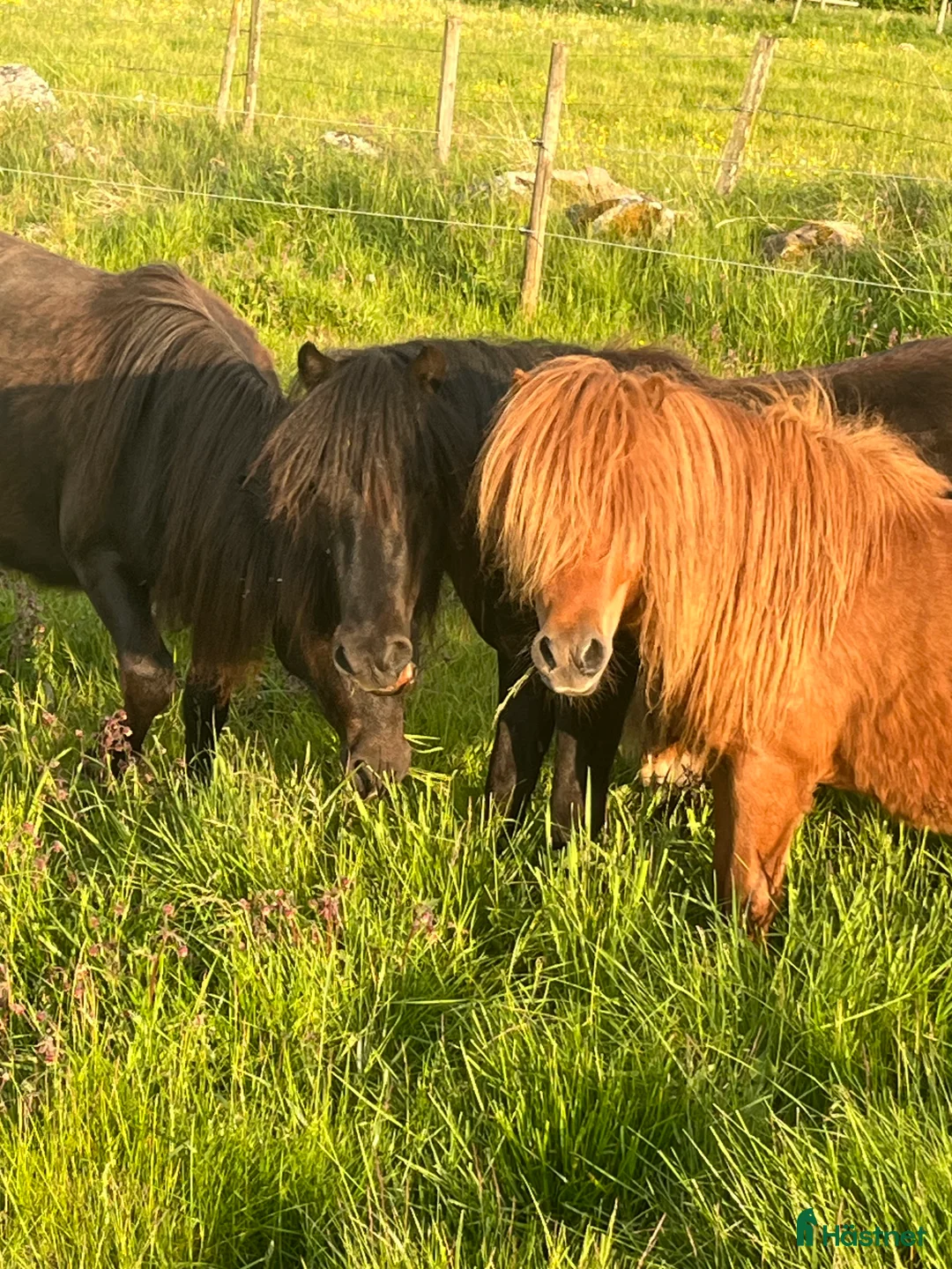 Övrigt hästar till salu: Minishetlandhingst  - Annons 9