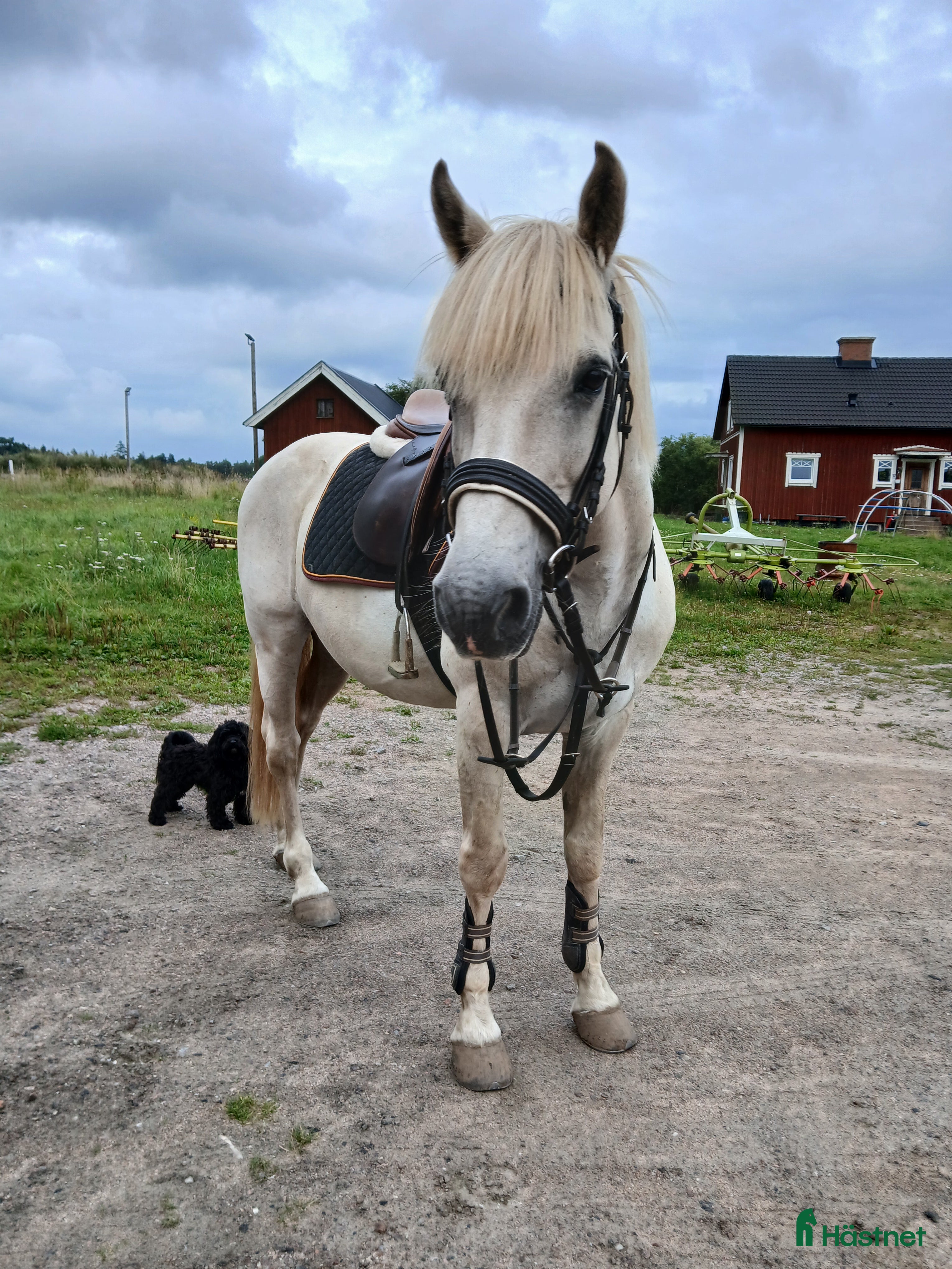  hästar Har du våran nya bästa vän? i Skara - Annons 2