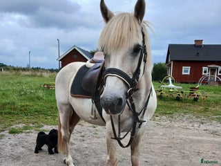 hästar Har du våran nya bästa vän? i Skara - Annons 19