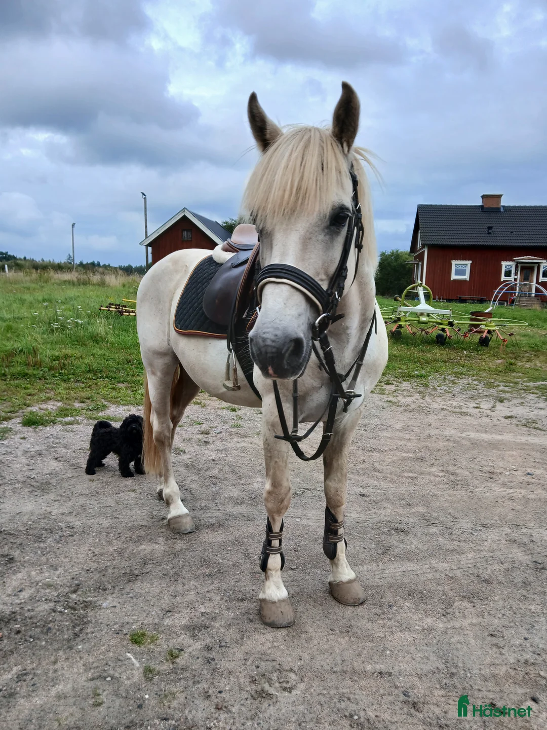 Allround hästar sökes: Har du våran nya bästa vän? i Skara - Annons 1