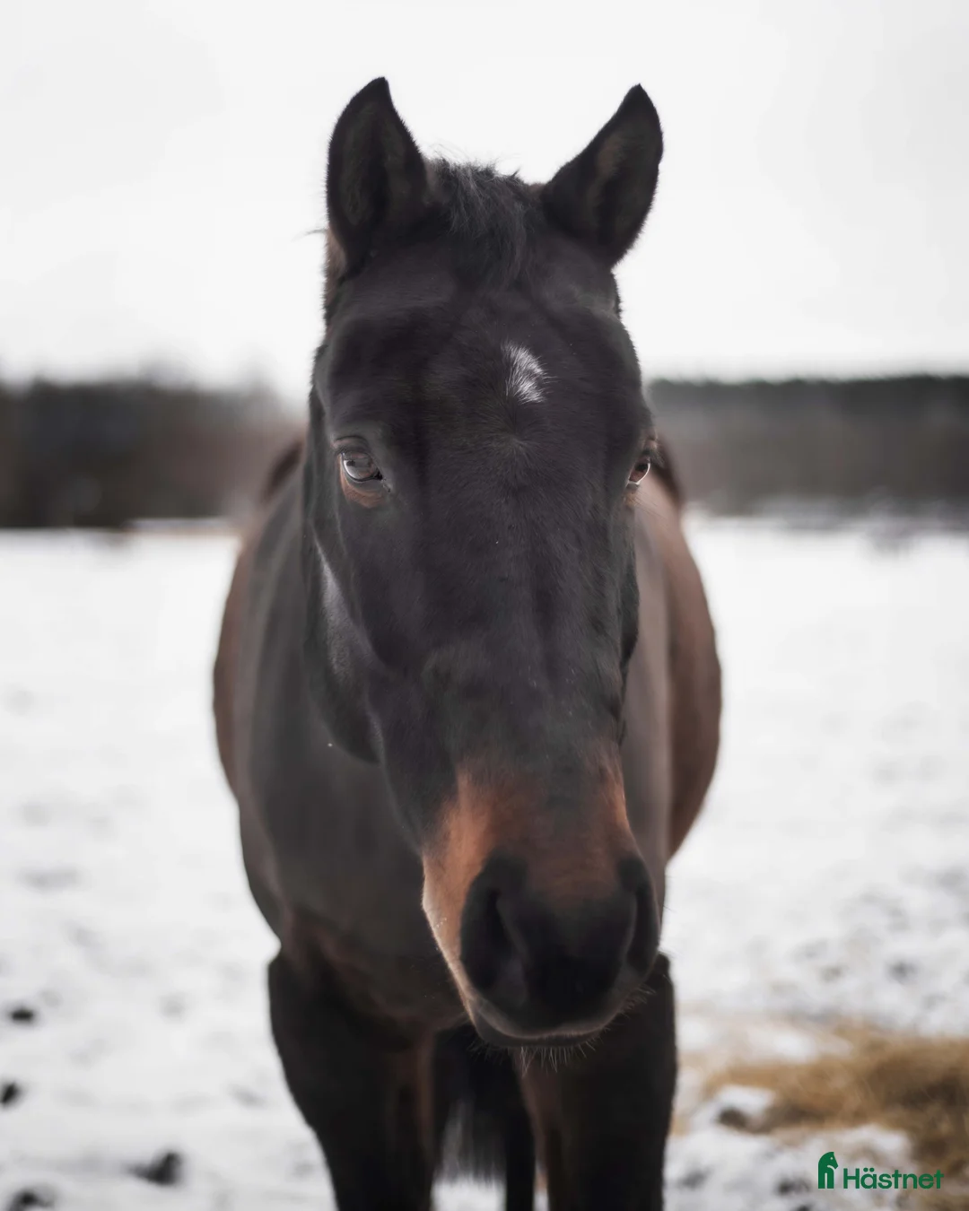 Allround hästar till salu: Qummin i Norrköping - Annons 5
