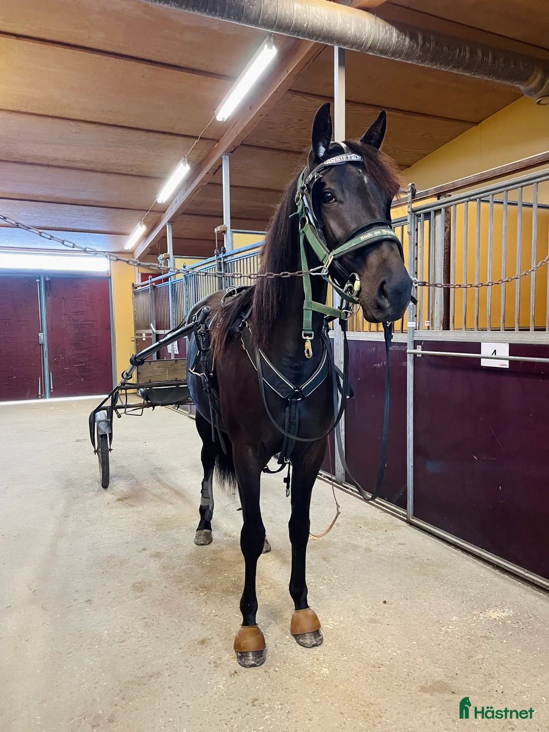 Trav hästar till salu: 3-åring letar nytt hem  i Färila - Annons 3