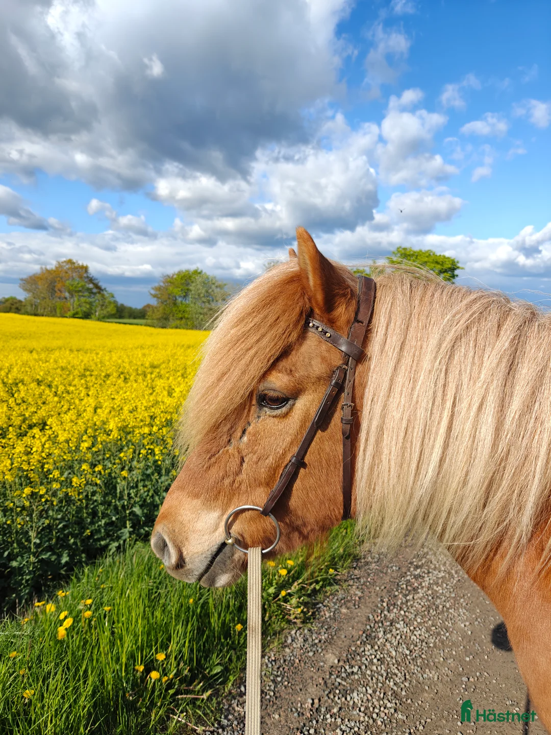 Island hästar sökes: Finnes sällskaps häst med fång historik. Byte?  - Annons 1
