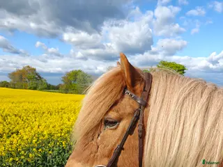hästar Finnes sällskaps häst med fång historik. Byte? - Annons 10