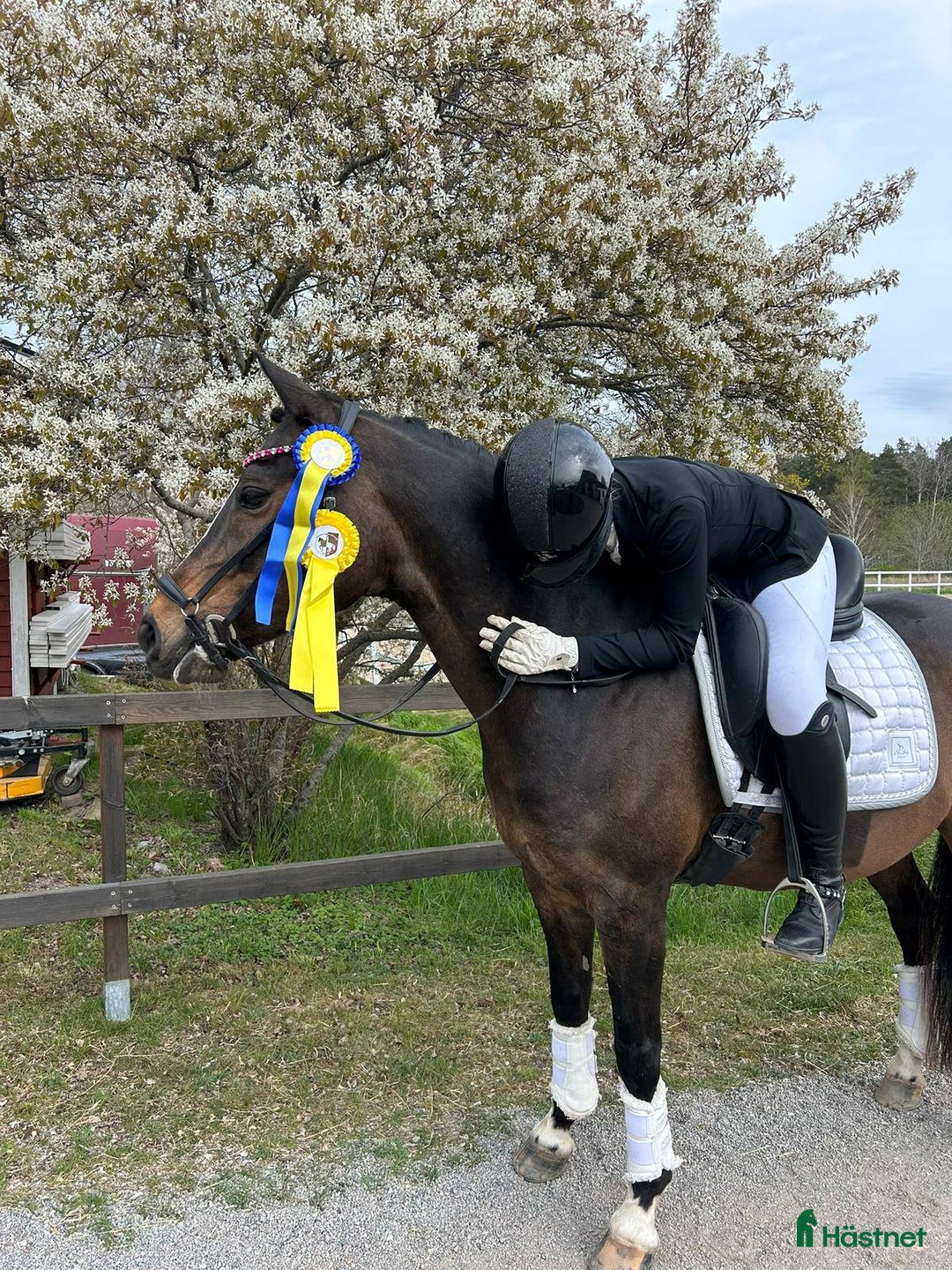 Dressyr hästar till salu: Fantastisk FEI-ponny i Bro - Annons 6