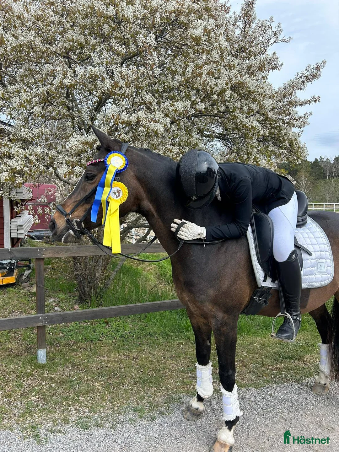 Dressyr hästar till salu: Fantastisk FEI-ponny - Annons 6