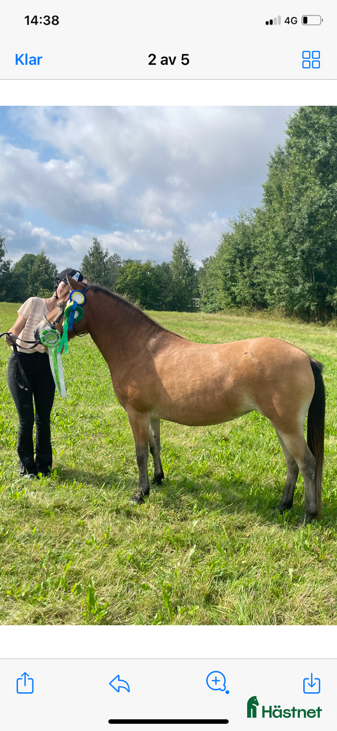 Allround hästar till salu: Kapabelt sto med klass  i Västerås - Annons 3