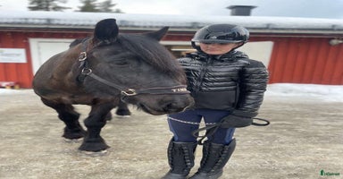  hästar i Storuman - Annons 16
