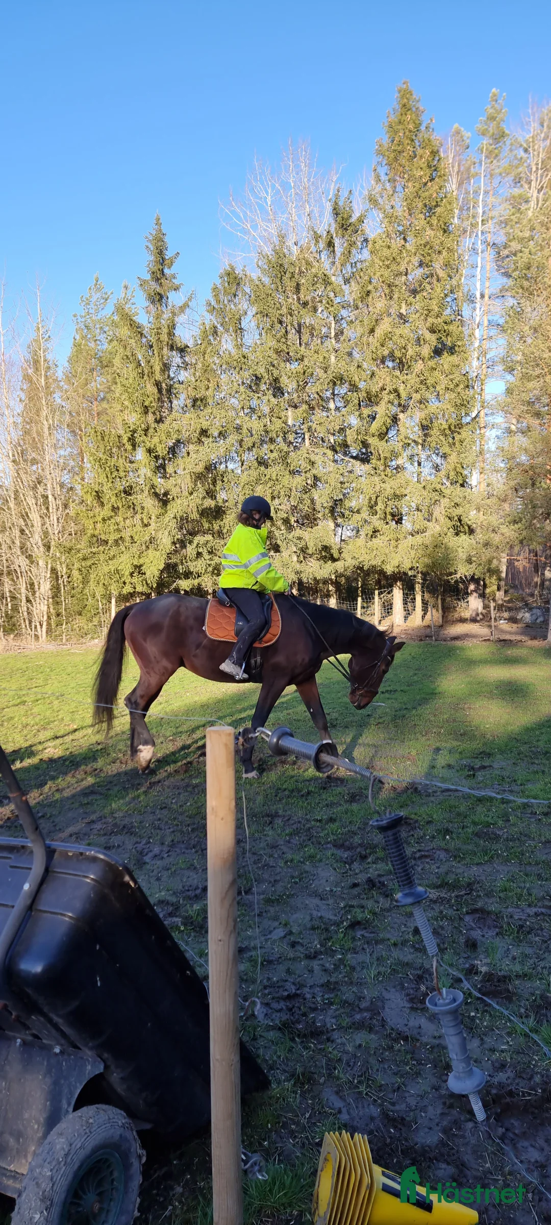 Allround hästar till salu: Vbl valack Ridhäst 174 cm 7 år Umeå - Annons 2