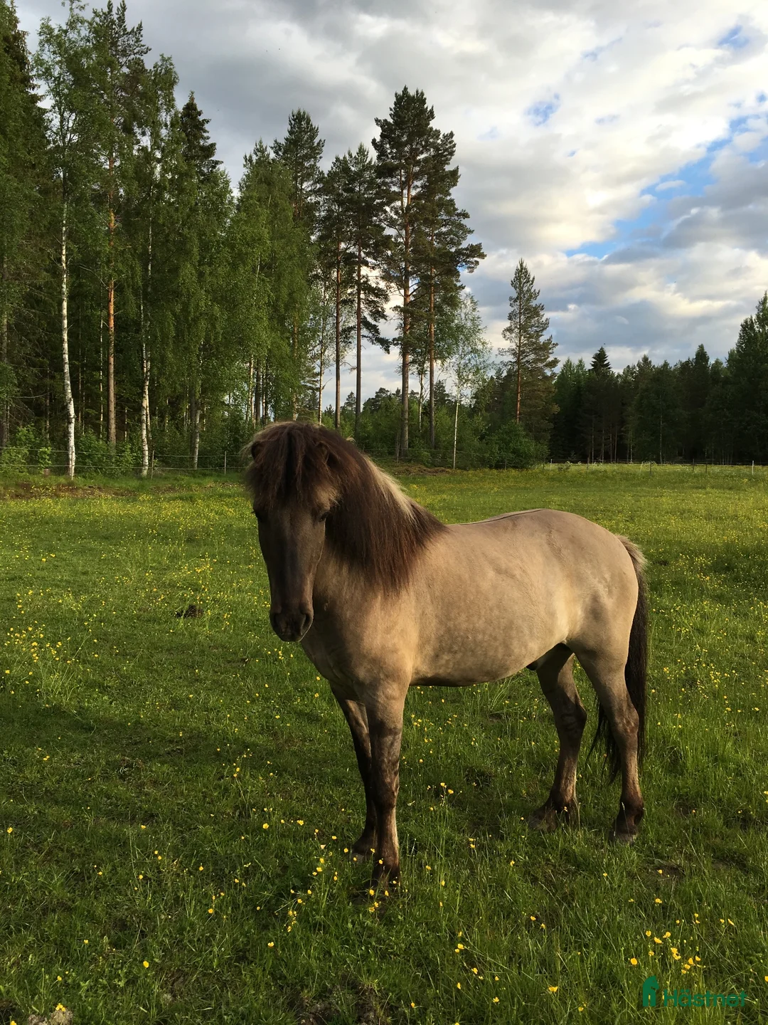 Island hästar till salu: Trygg välutbildad 🌟✨valack  - Annons 2