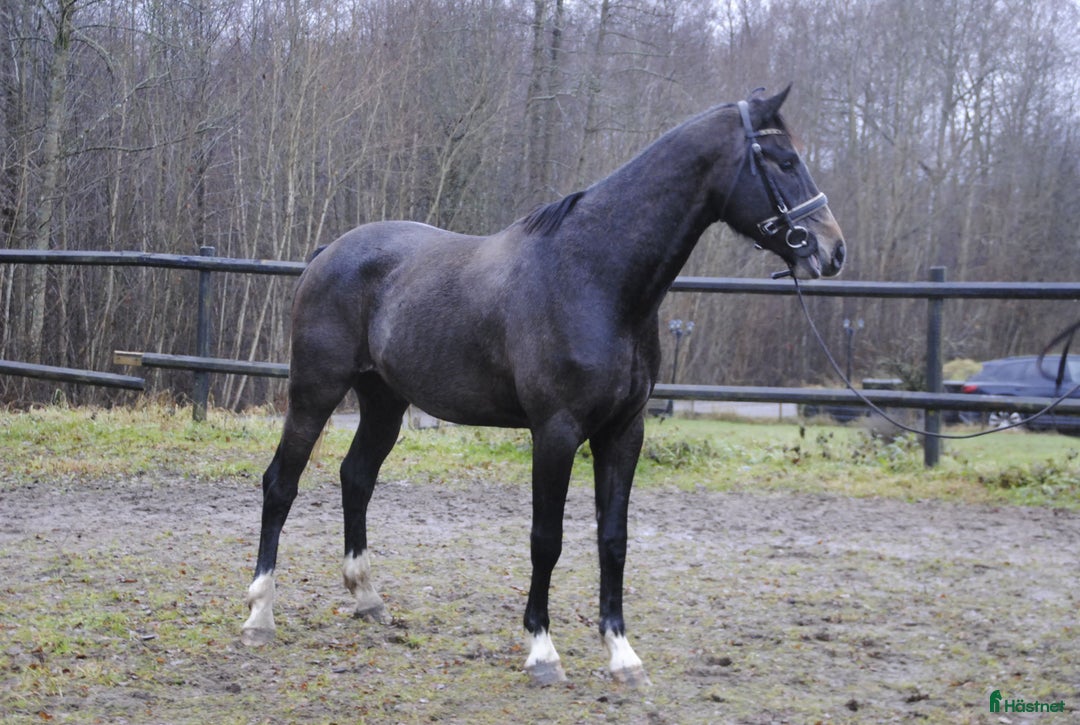 Dressyr hästar till salu: Välstammad unghäst i Odensbacken - Annons 2
