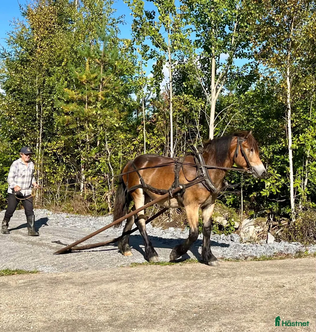 Allround hästar till salu: Lovande Nordsvensk unghäst - Annons 2