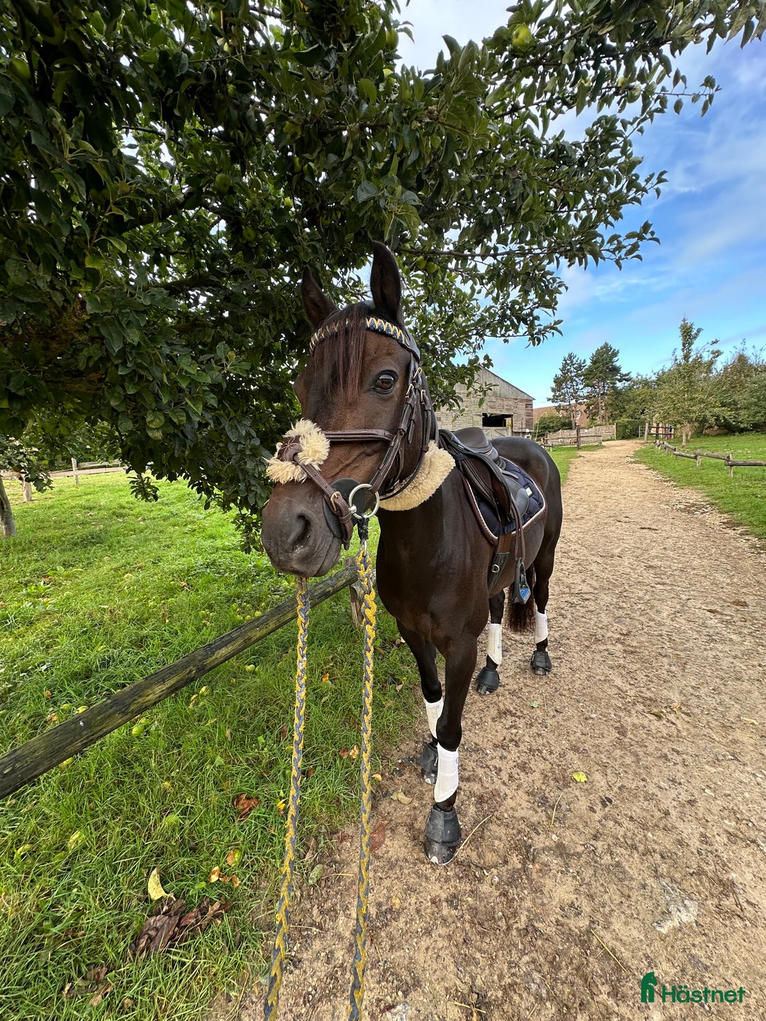 Träns hästutrustning till salu: Dyon träns säljes  i Säve - Annons 2