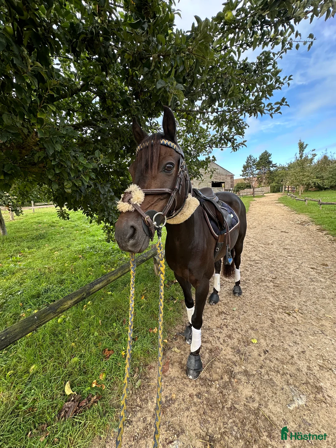 Träns hästutrustning till salu: Dyon träns säljes  i Säve - Annons 2