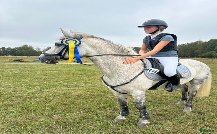  hästar i Sollebrunn - Annons 13