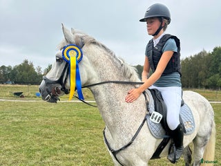 hästar i Sollebrunn - Annons 13