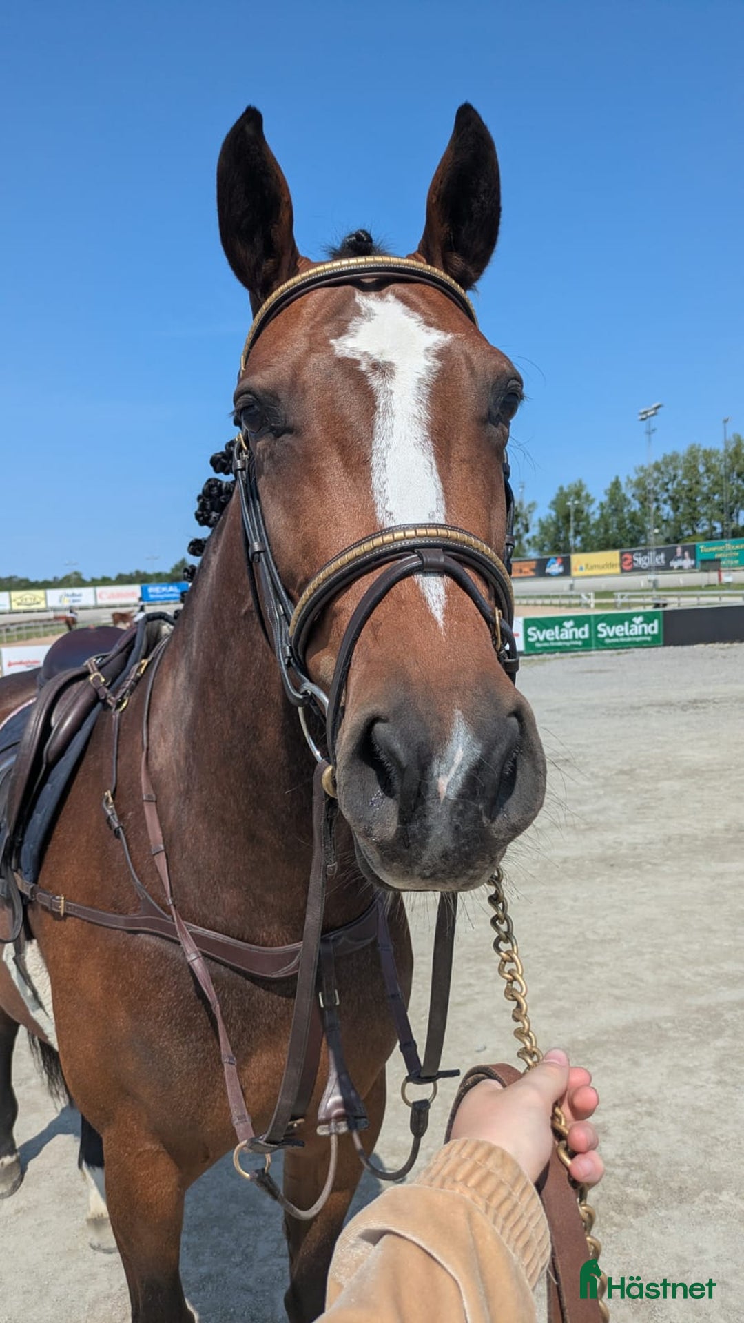 Hoppning hästar till salu: Fantastiskt sto e.Cooper Vd Heffinck-Cardento i Strömsholm - Bild 4
