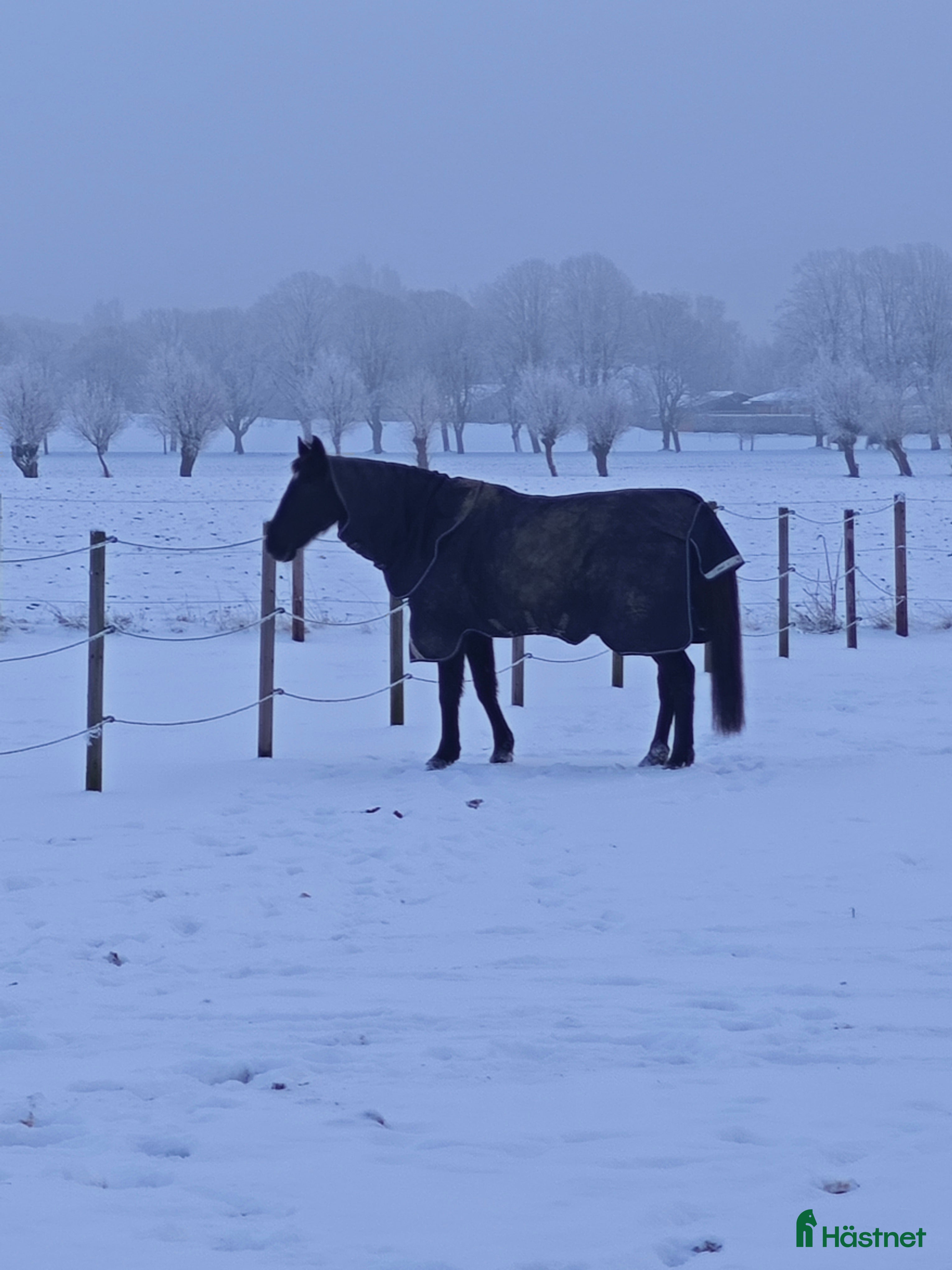  hästservice 18+ Medryttare söks i Teckomatorp - Annons 11
