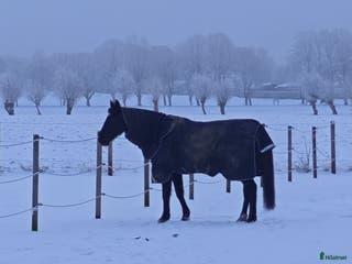 hästservice 18+ Medryttare söks i Teckomatorp - Annons 11