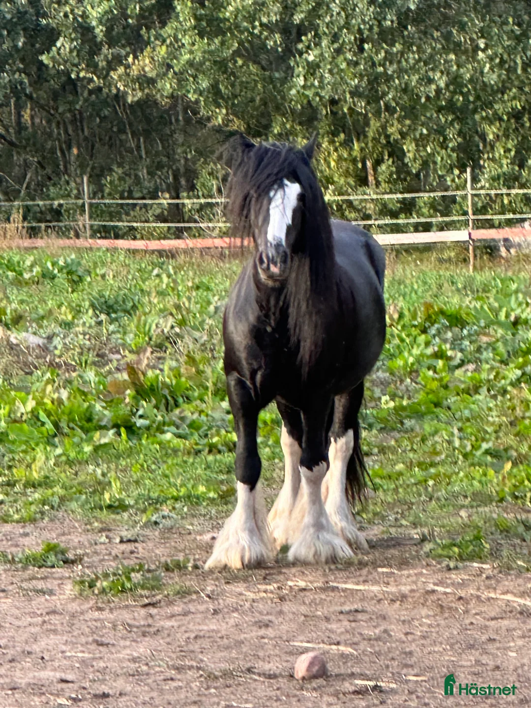 Övrigt hästar till salu: Avels hingst i Fliseryd - Annons 3
