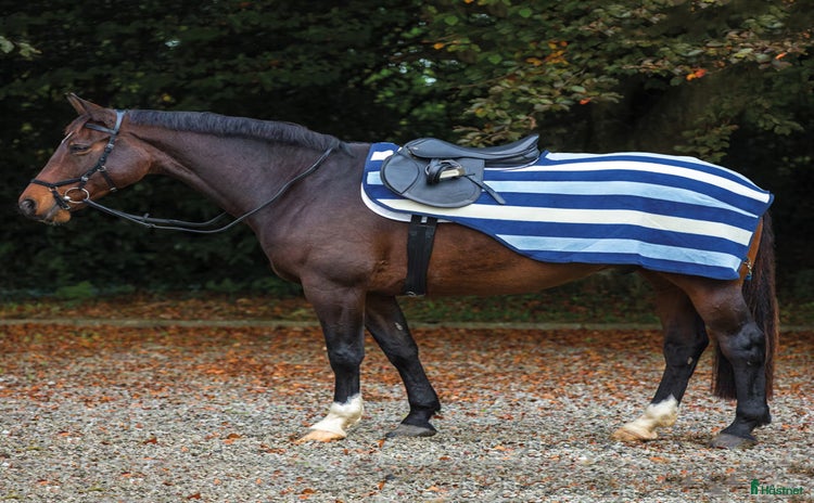 Täcken hästutrustning till salu i Vellinge - Annons 31