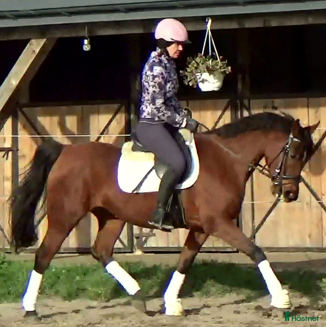 Allround hästar till salu: Top mover for some ambitious rider   i Örsundsbro - Annons 13