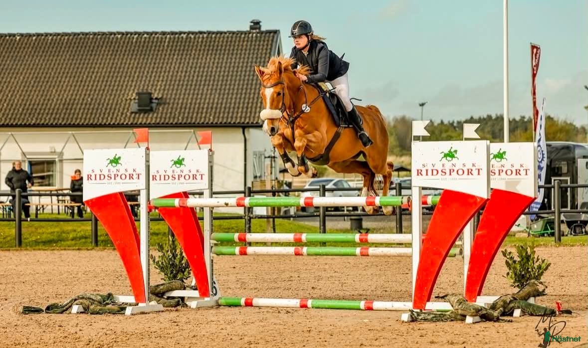  hästar Kvick och sportig SWB valack  - Annons 2