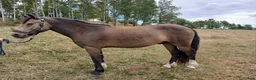  foderhäst finnes: Snäll ponny ca 140 cm uthyres - Annons 2