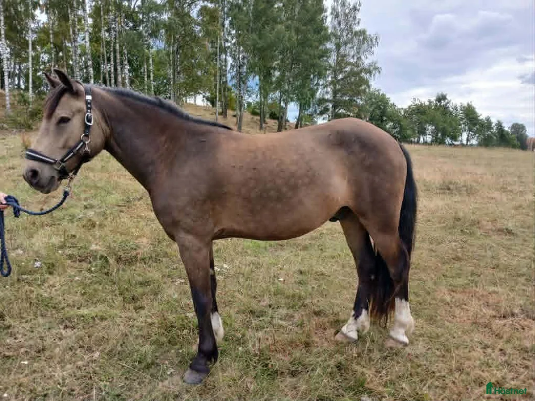  foderhäst finnes: Snäll ponny ca 140 cm uthyres - Annons 2