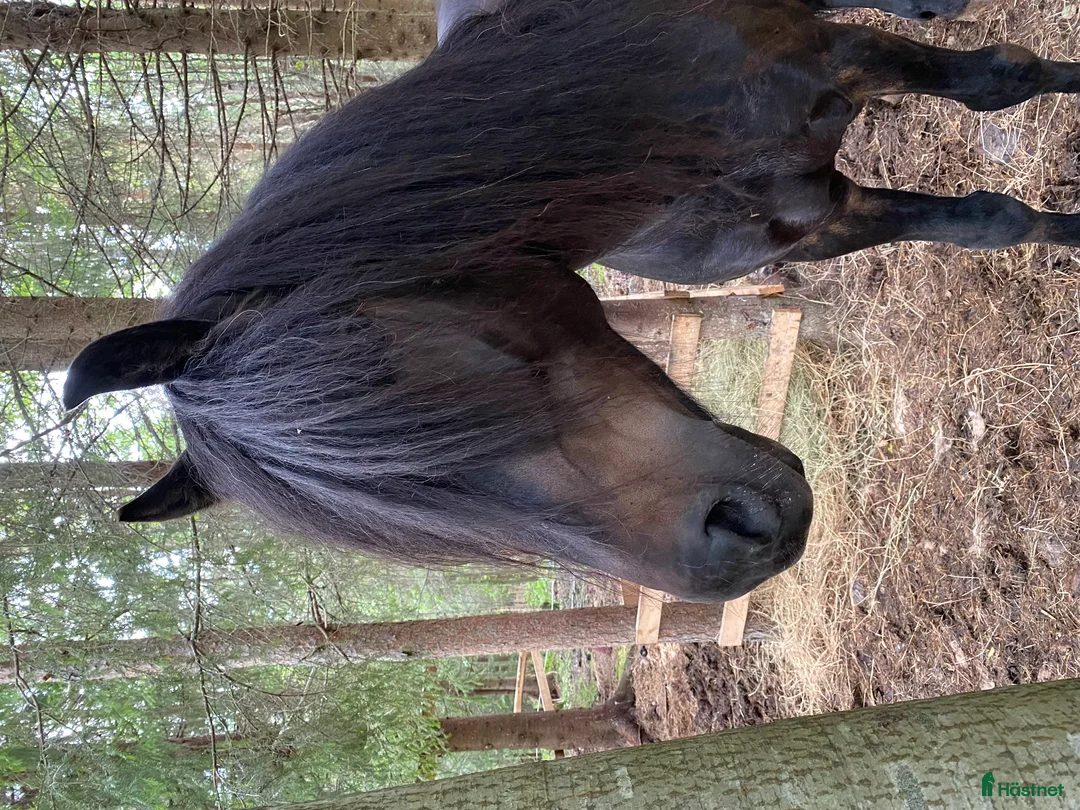 Allround hästar till salu: Framåt och Glad valack i Bredbyn - Annons 2