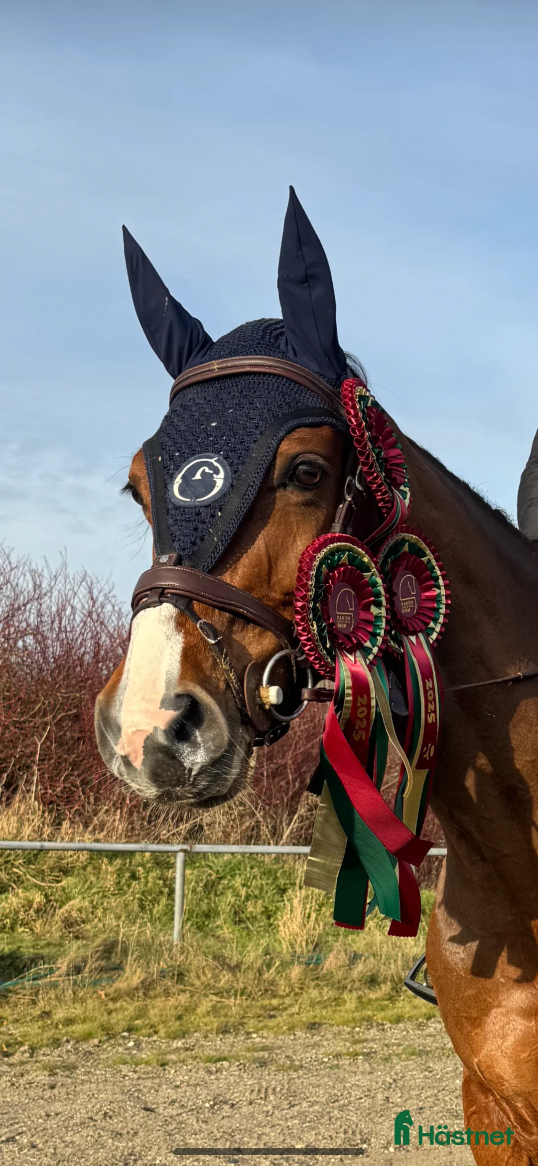 Hoppning hästar till salu: 8 års hoppe efter Chacfly PS🤩 i Gilleleje - Annons 4