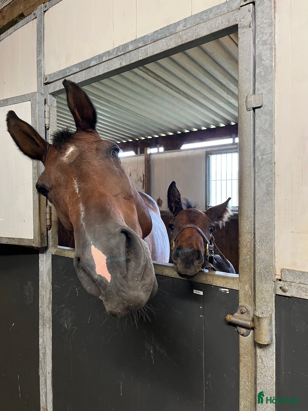 Allround hästar sökes: Sto söker bästavän/ryttare i Uddevalla - Annons 2