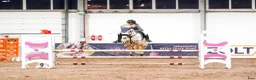 Hoppning hästar till salu:  Connemara Sport Pony - Annons 3