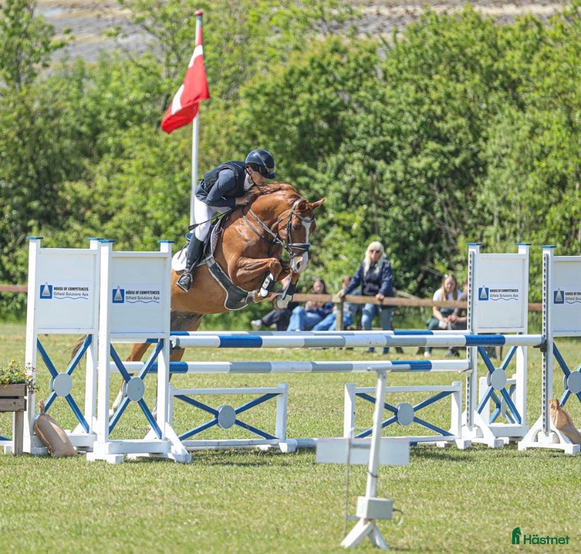  hästar Super allround pony til salg - Annons 5