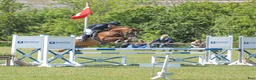 Allround hästar till salu: Super allround pony til salg - Annons 1