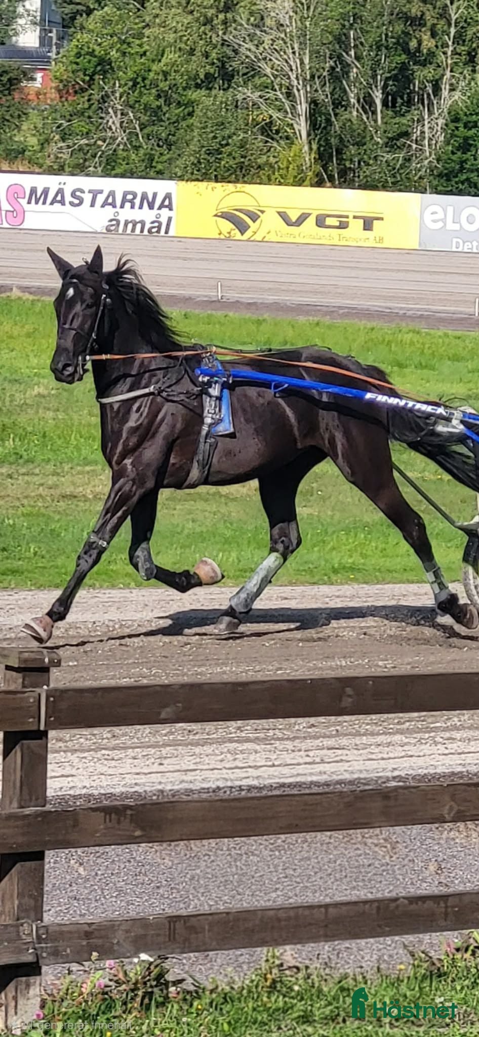 Trav hästar till salu: ⭐️Tillfälle⭐️ - Annons 1