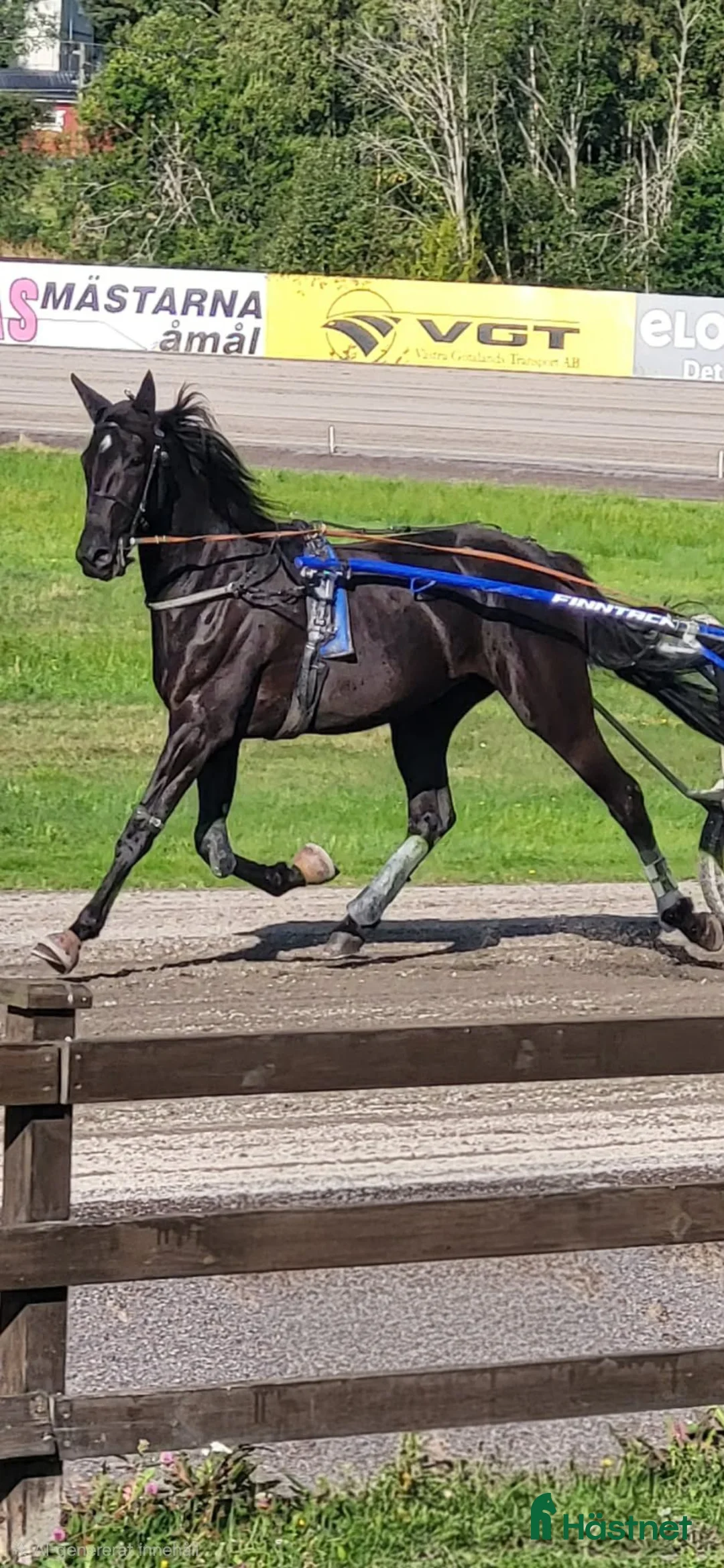 Trav hästar till salu: ⭐️Tillfälle⭐️ i Bengtsfors - Annons 1