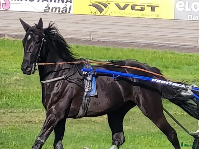 hästar till salu: ⭐️Tillfälle⭐️ - Annons 1