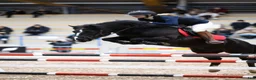 Hoppning hästar till salu: New Forest pony stallion, Horshaka Mighty Don - Annons 5