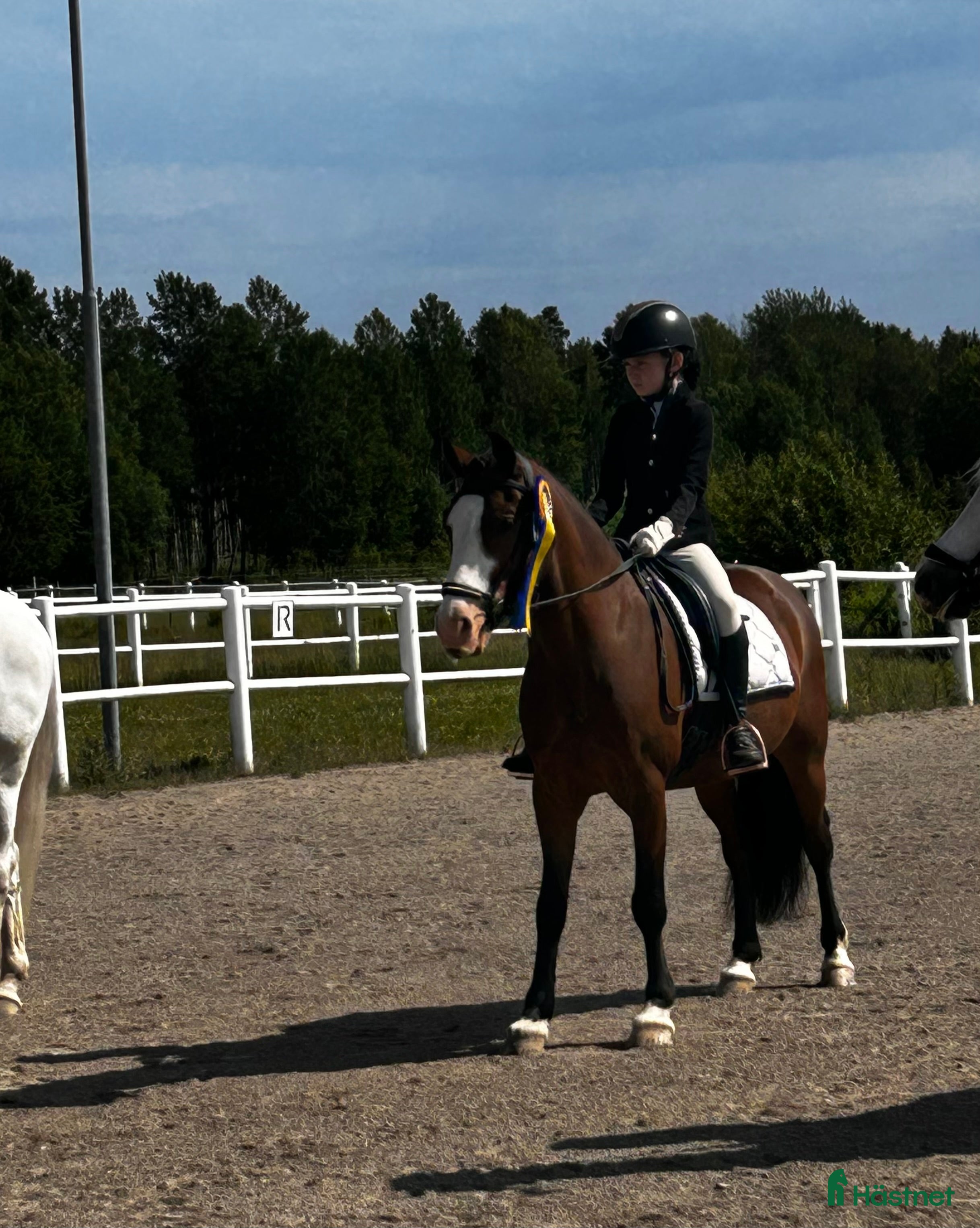  hästar Dressyrponny - Annons 11