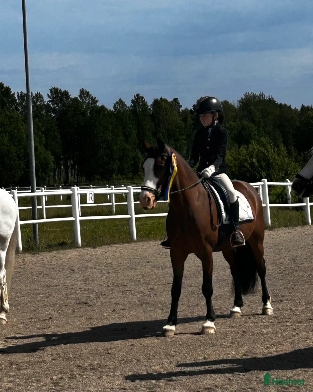 Dressyr hästar till salu: Dressyrponny - Annons 1