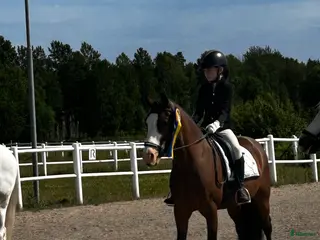 hästar Dressyrponny - Annons 11