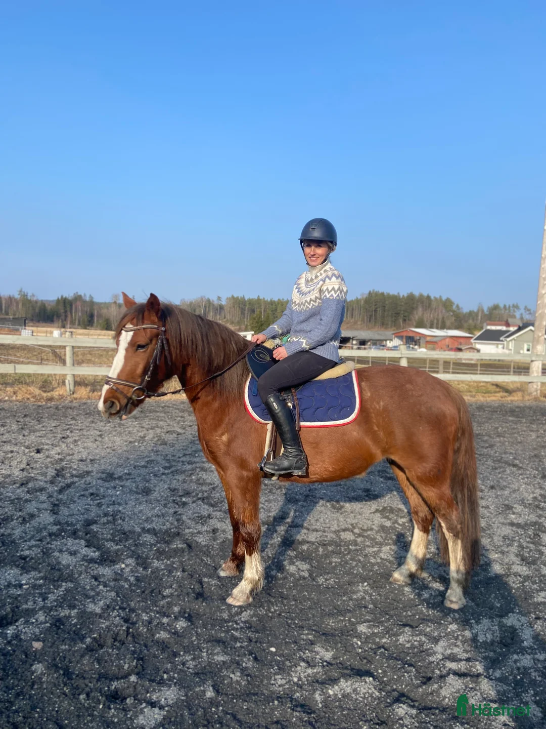 Hoppning hästar till salu: Världens finaste ponny✨ - Annons 5